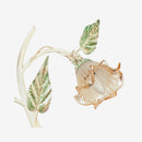 Piantana Primavera | Arte povera | Fan Europe